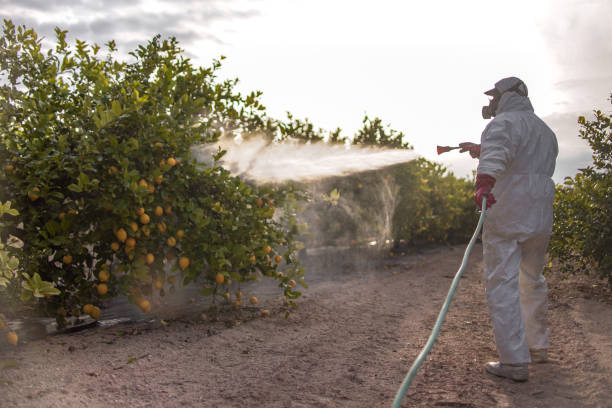 Best Bed Bug Extermination  in Rutherfordton, NC